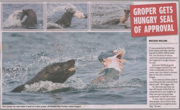 Seal attacks blue groper